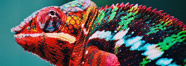 Implementing Key Account Management - KAMA Chameleon