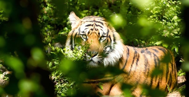 Looking the tiger in the eye: Linking Mindfulness with Leadership